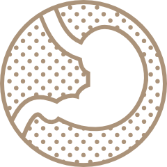Gastroscopy <br>(Upper Endoscopy)